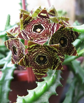 Caralluma Fimbriata Plant