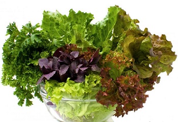 Different Dark Leafy Green Vegetables