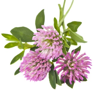 Photo of Red Clover Flower