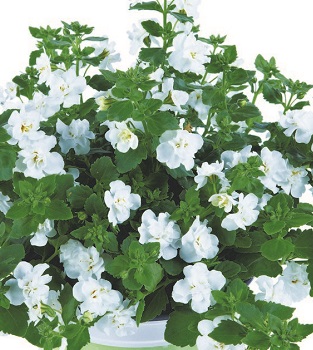 Bacopa Monnieri Plant