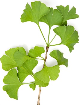 Ginkgo Biloba Leaves