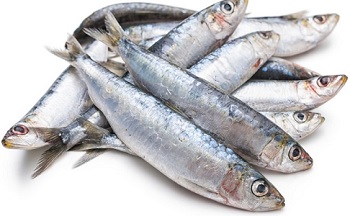 Photo of Fresh Sardines